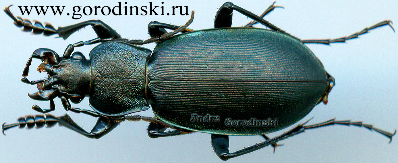 http://www.gorodinski.ru/carabus/Pachycarabus koenigi.jpg